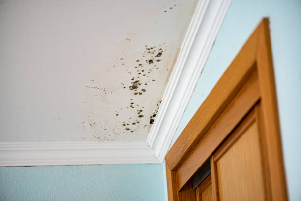 Best Mold Cleaning Services  in Ridgely, TN
