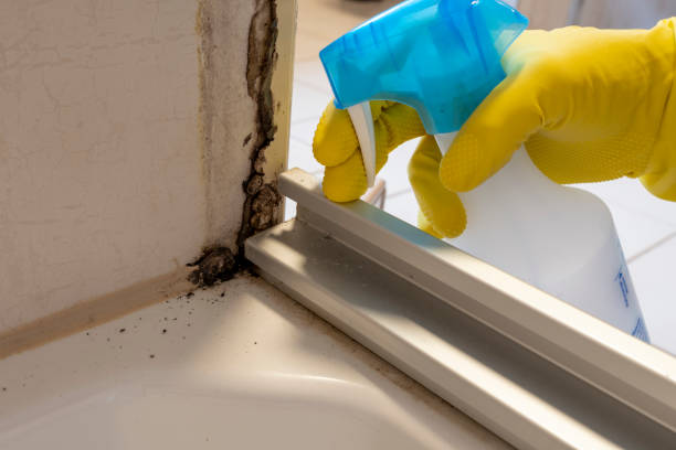 Crawl Space Mold Removal in Ridgely, TN