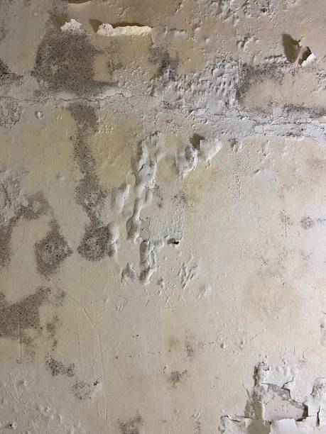 Best Mold Remediation  in Ridgely, TN