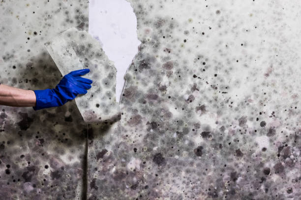 Best Mold Testing  in Ridgely, TN